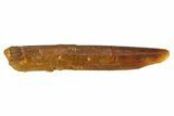 Fossil Sauropod Dinosaur (Rebbachisaurus) Tooth - Morocco #293659-1